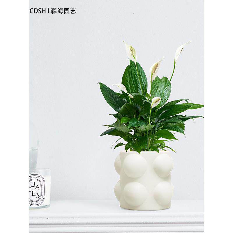 白掌 一帆风顺水培植物盆栽室内办公桌前台好养主城区满200起送