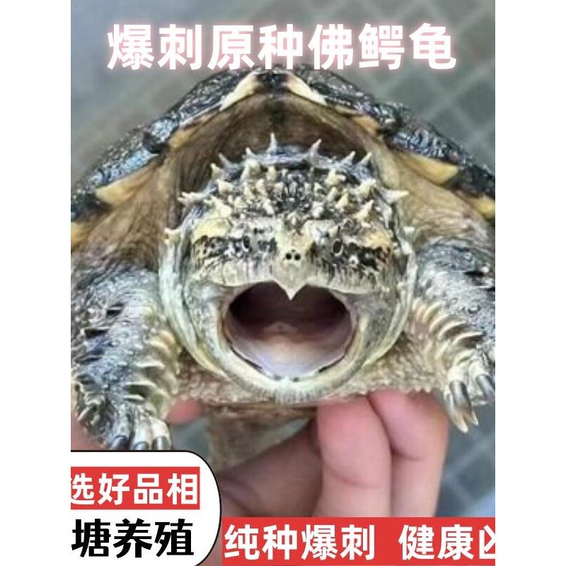 精品佛鳄龟暴刺幼苗凶猛杂佛正宗纯种纯佛野后纯佛鳄龟活体观赏龟