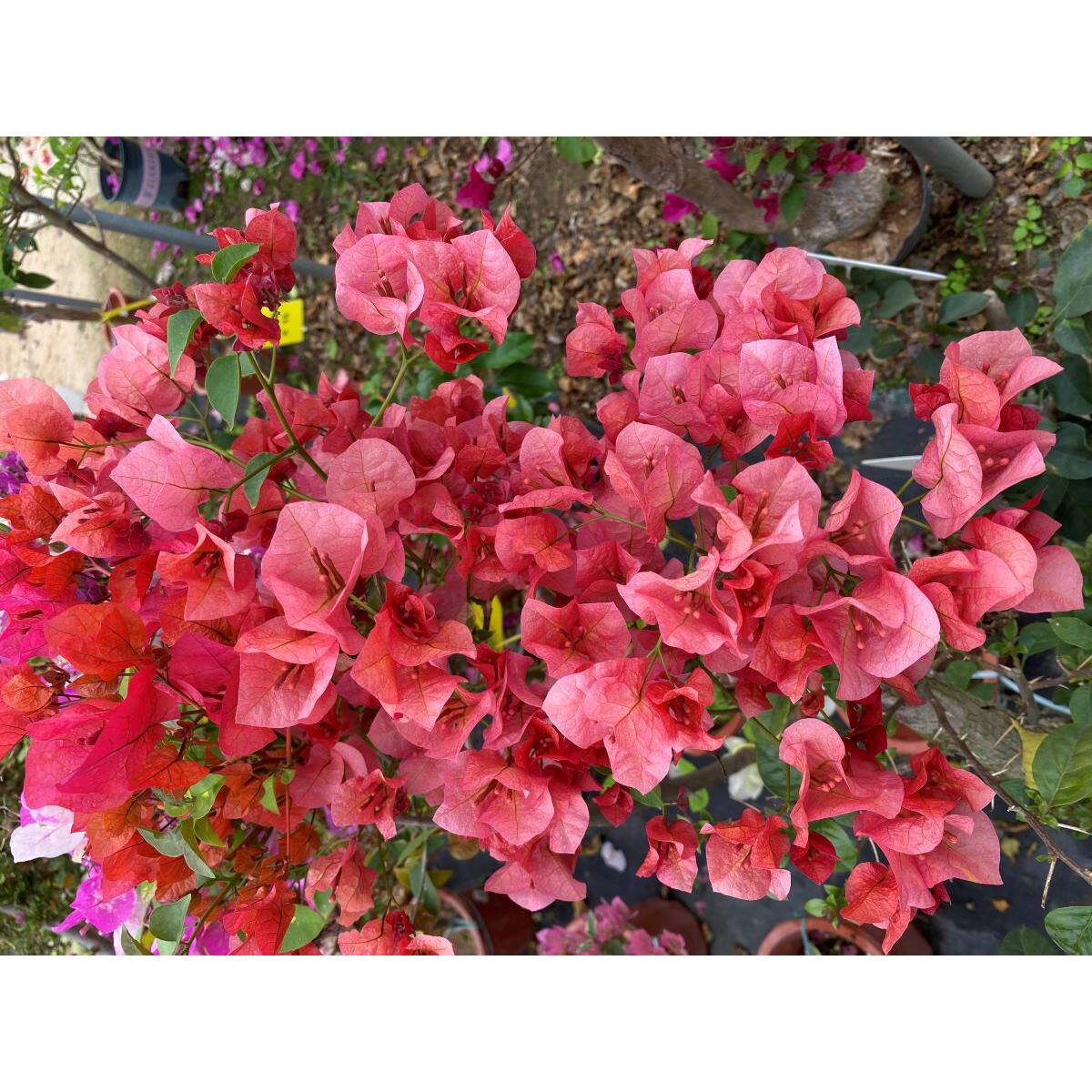 【花菇凉园艺】庭院爬藤勤花三角梅品种集合二