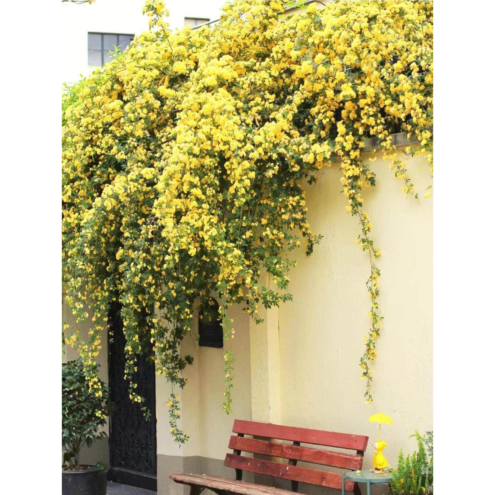 黄木香花苗爬藤植物庭院爬墙耐寒花卉浓香四季红木香藤本月季盆栽