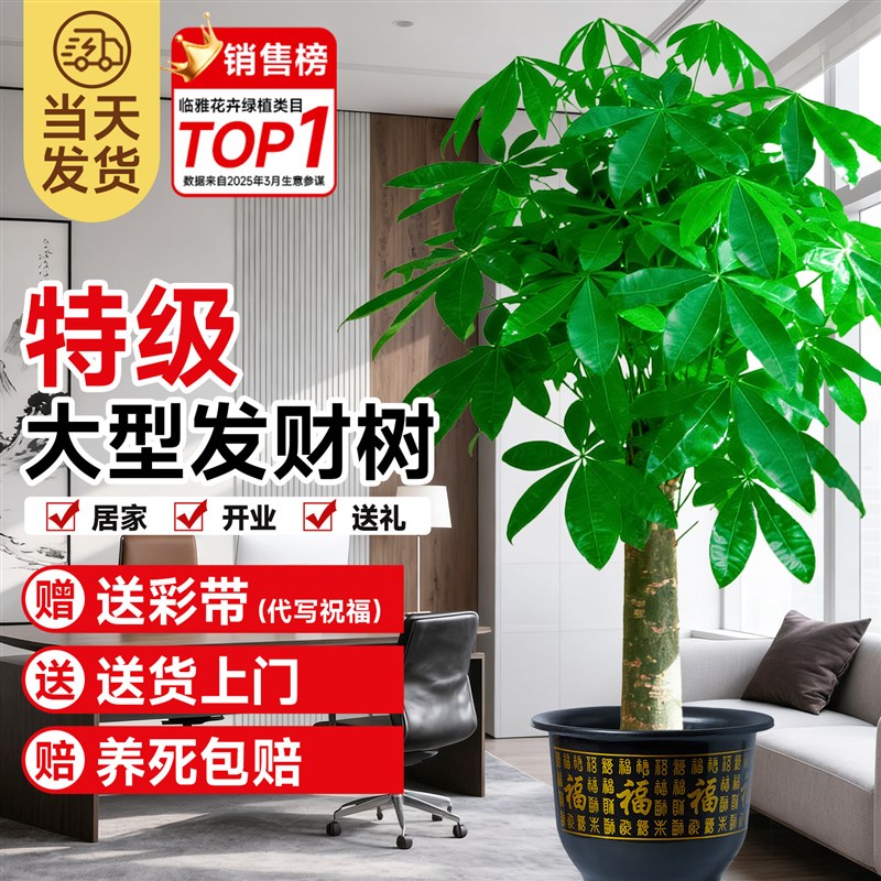 发财树客厅大盆栽绿植室内大型招财树大棵植物办公室乔迁开业好养