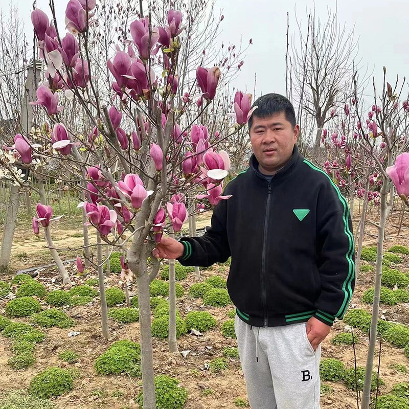 红白黄紫广玉兰花树苗花卉南北盆栽地栽别墅庭院绿化植物四季花卉