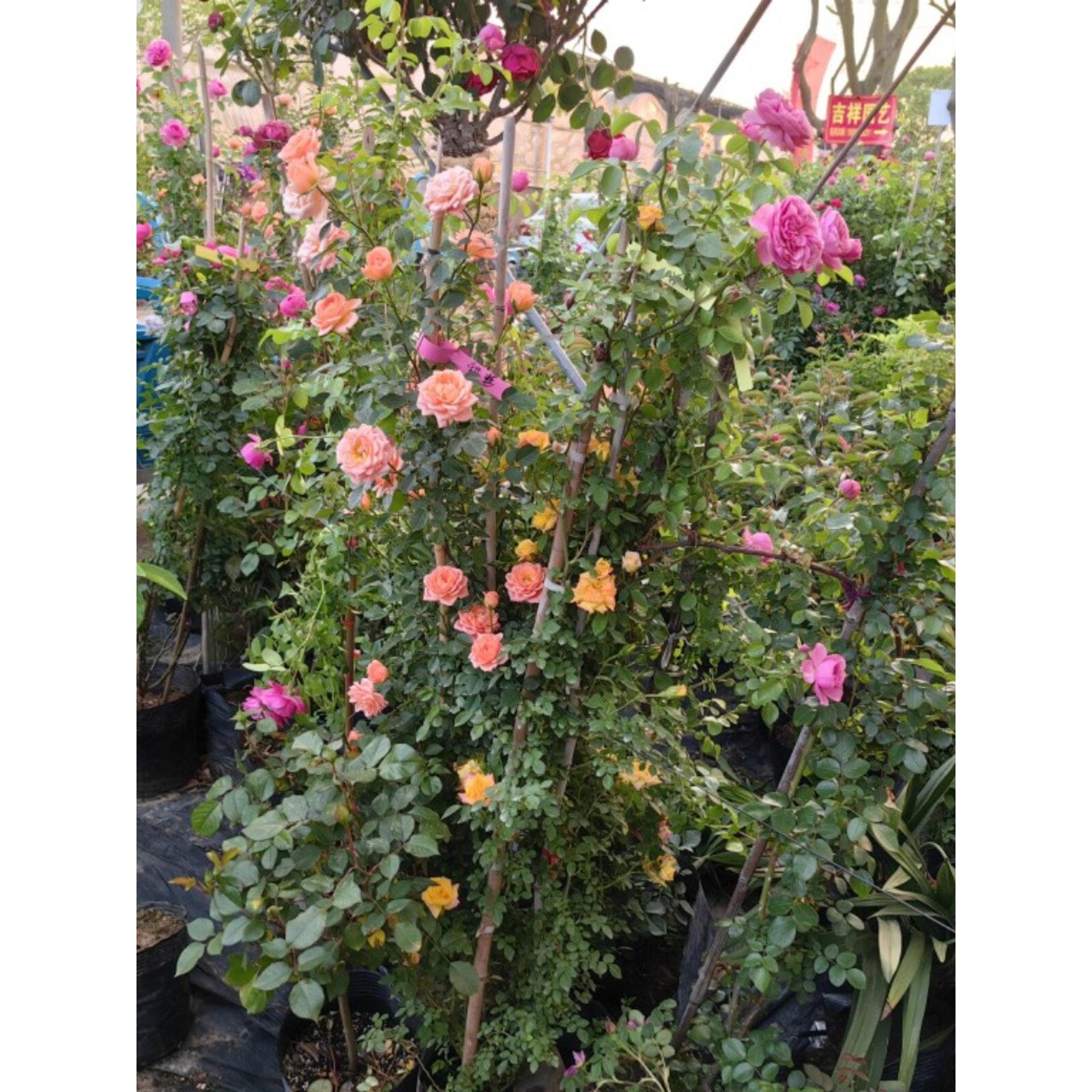 蔷薇花苗藤本月季特大花树庭院爬藤植物阳台花卉玫瑰盆栽四季开花