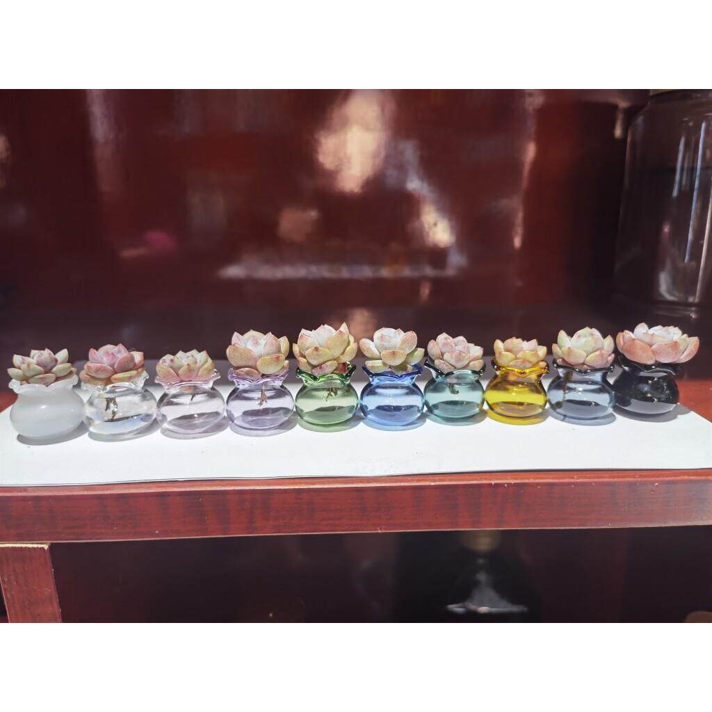 2.5cm 彩色多肉 花边鱼缸拇指盆高颜值花园阳台超萌可爱清新