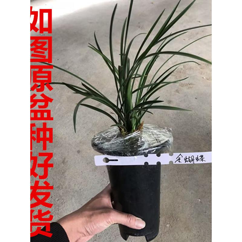 带盆种好原盆原土发货春兰花苗浓香型室内带花苞各种名贵矮种细叶