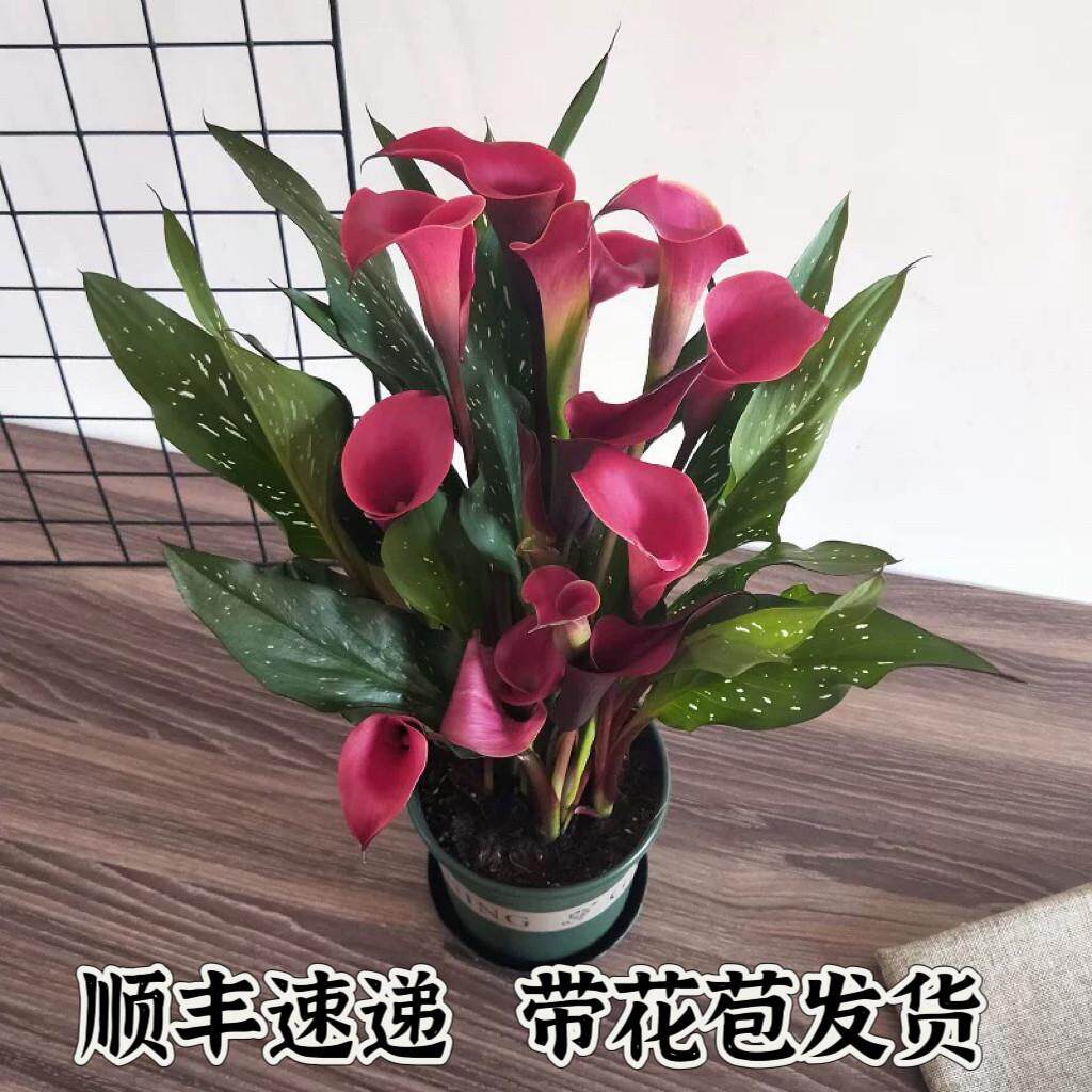 带花盆栽马蹄莲种球 适用于室内阳台多年生紫色盆栽花卉 四季开花
