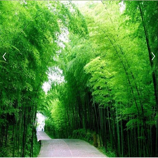 3D立体延伸背胶贴纸壁画客厅竹林墙布树林防水壁纸竹子定制8D墙纸