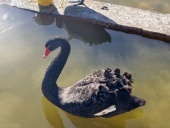 手机新年壁纸1毛钱专享发货升级优惠0.1元 手机壁纸商品