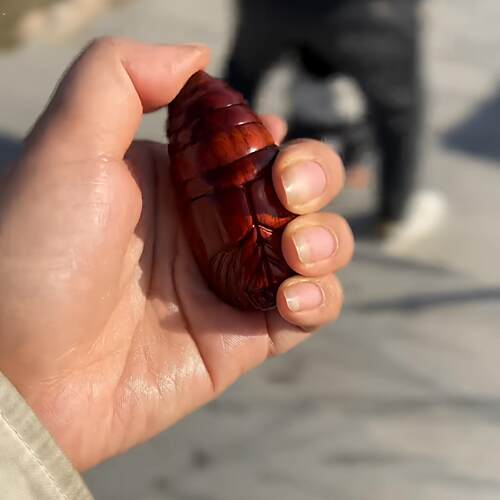 紫檀木手工东南西北雕刻蚕蛹可动男女文玩手把解压神器