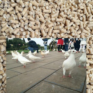 广场鸽子公园鸽子专用鸽子饲料白鸽食孩子亲子广场鸽食物2斤 鸽粮