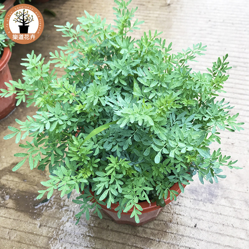 芸香草臭草植物盆栽室外阳台菜园四季花苗食用臭艾绿豆糖水驱蚊草
