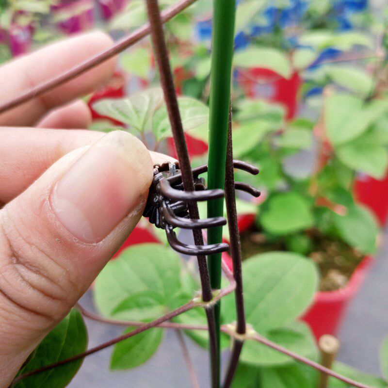 蝴蝶夹兰花夹铁线莲月季欧月专用夹子枝条固定夹子枝杆造型夹5爪