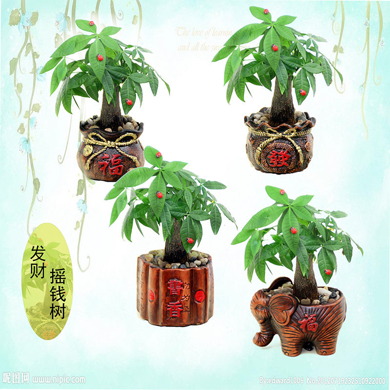 绿植盆栽发财树小办公室内好养盆景花卉客厅绿萝植物金钱花苗