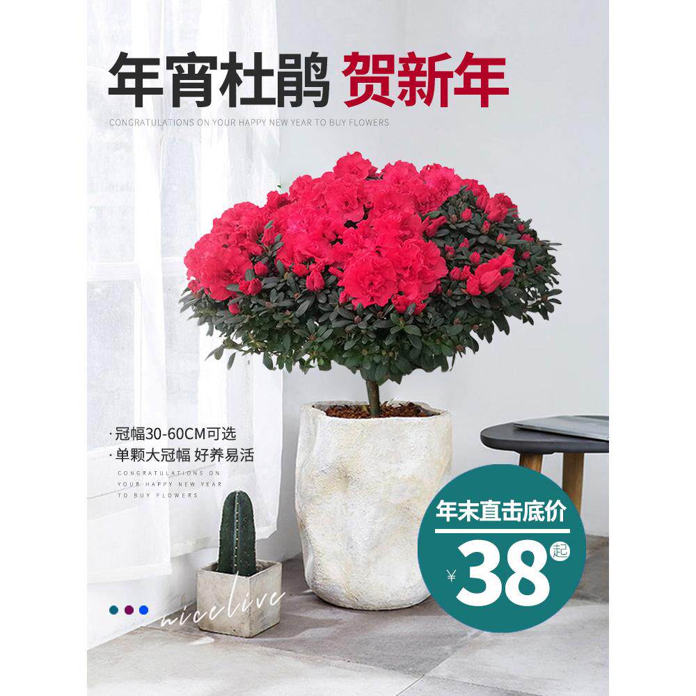 新年开花的盆栽红色粉色大棵杜鹃花映山红年宵花四季好养植物庭院