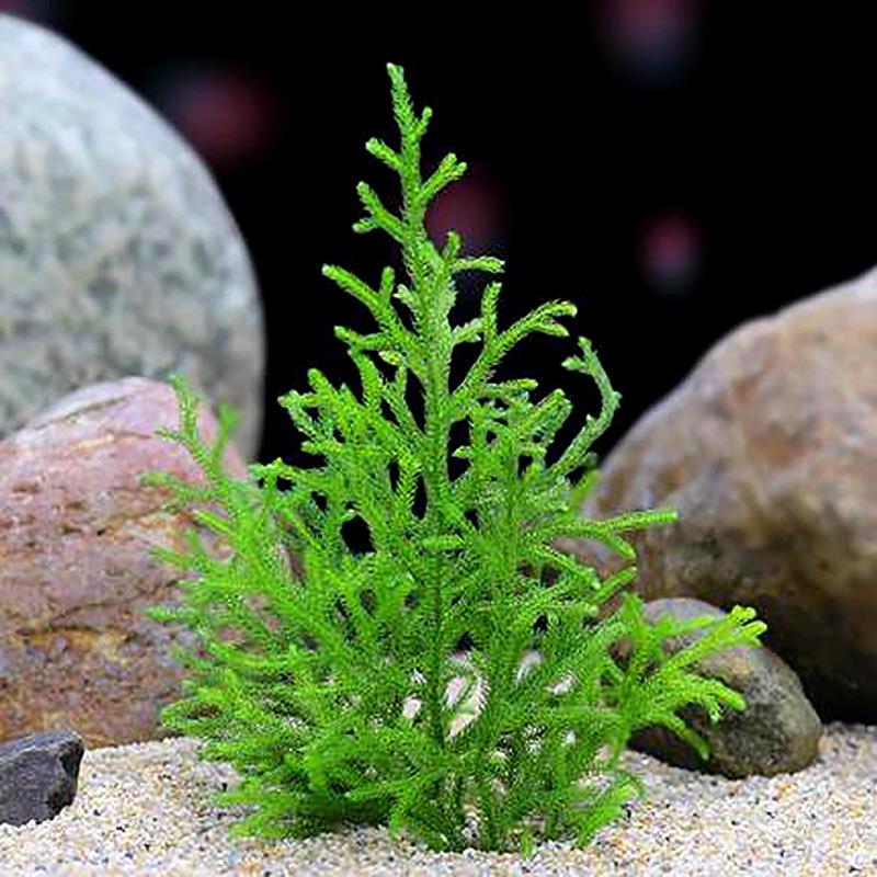 软化鹿角榕水榕草干花diy材料包摆件拍照道具永生花束插干花