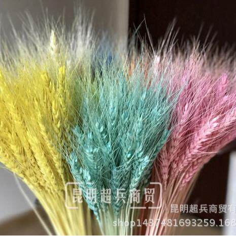 麦子装饰干花 麦穗 DIY插花 配材大麦