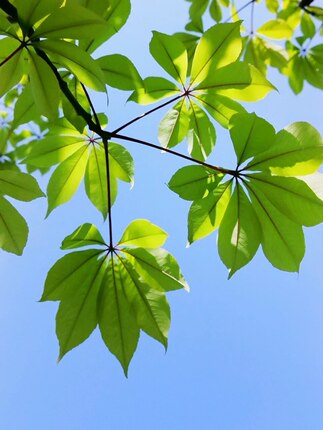 一分钱壁纸1毛钱抢购专区0.01元自动发货秒1分钱升级