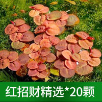 The combination of water plants like duckweed, rambutan, water hyacinth, water hibiscus, one-leaf lotus, and duckweed for fish tank landscaping can purify water quality thumbnail 3