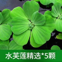The combination of water plants like duckweed, rambutan, water hyacinth, water hibiscus, one-leaf lotus, and duckweed for fish tank landscaping can purify water quality thumbnail 7