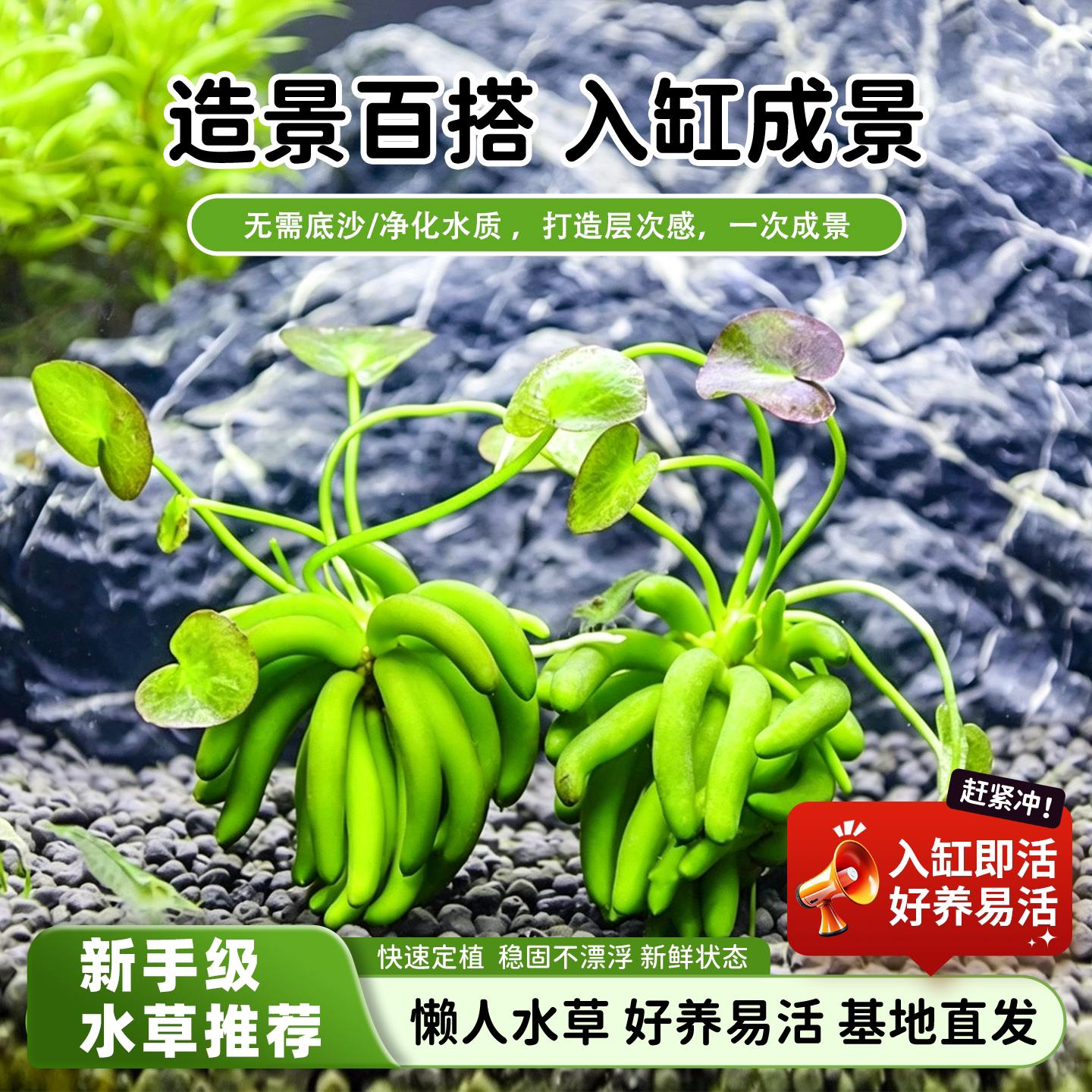水生香蕉阴性水草鱼缸专用懒人鱼缸造景增氧净化水质鲜活水培植物