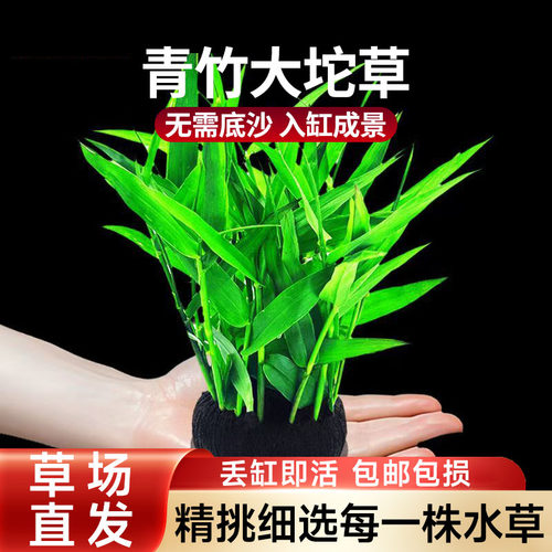 南美青竹坨草懒人养鱼后景鱼缸造景绿植水草增氧净化水质水培植物