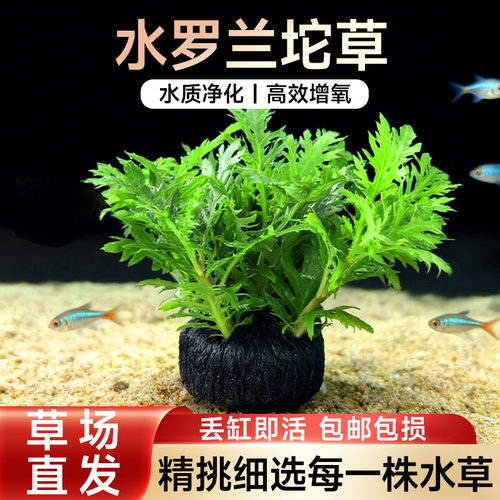 鱼缸造景装饰坨草水罗兰净化水质神器阴性水培水草懒人新手免栽种