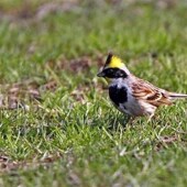 3斤装 虎头凤观赏鸟食饲料探春鸟粮