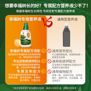 幸福树专用肥料营养液治掉叶黄叶黑斑落叶室内绿植花肥复合肥通用