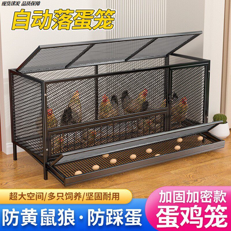 铁丝网室内自动清粪养鸡图片