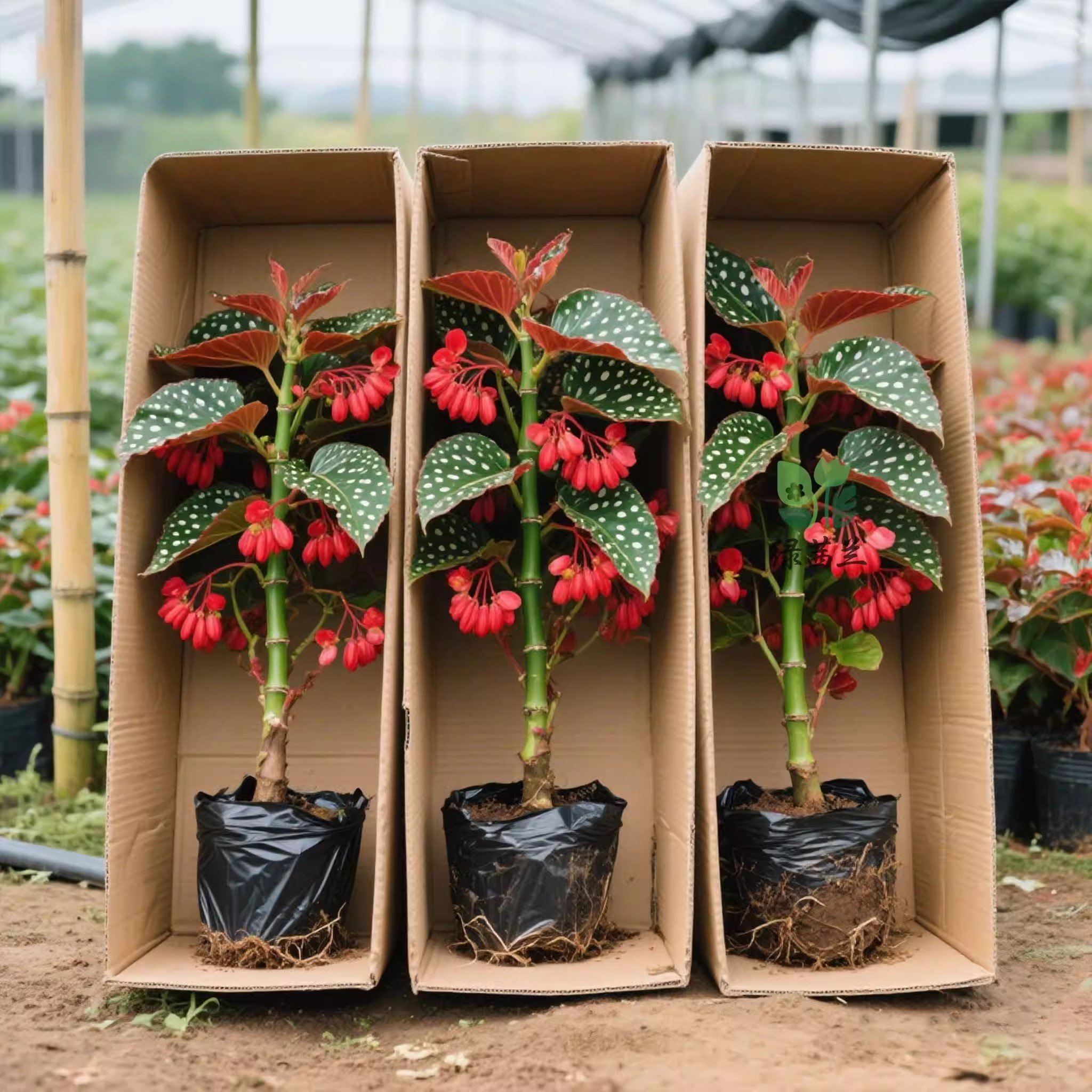 竹节秋海棠花卉盆栽易活四季种植树苗鳟鱼植物鸟福寿阳台室内绿植,鲜花速递/花卉仿真/绿植园艺,红掌/凤梨/温室花卉,淘宝优惠券,粉丝福利购,淘宝优惠卷