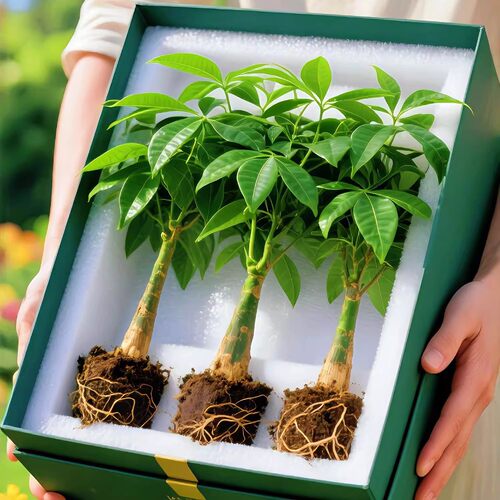 发财树树桩树苗室内办公室客厅好养花卉室内外常青招财树盆景绿植