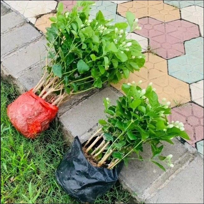 茉莉花苗盆栽带花苞九里香老桩驱蚊水培栀子花卉绿植物室内开花,鲜花速递/花卉仿真/绿植园艺,红掌/凤梨/温室花卉,淘宝优惠券,粉丝福利购,淘宝优惠卷