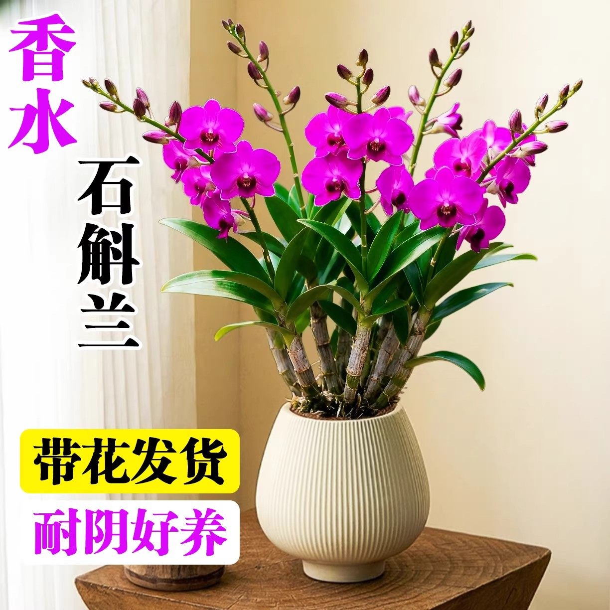 石斛兰盆栽带花泼墨兰花苗办公室内桌面浓香鲜花卉客厅绿植蝴蝶兰,鲜花速递/花卉仿真/绿植园艺,红掌/凤梨/温室花卉,淘宝优惠券,粉丝福利购,淘宝优惠卷