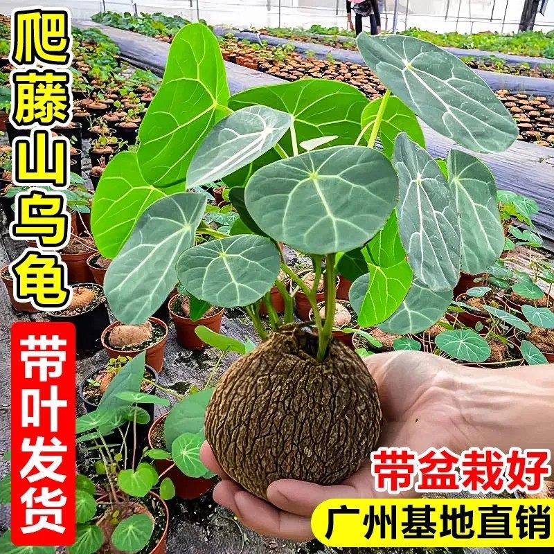 红藤山乌龟爬藤植物种球金不换室内好养活水培植物盆栽多肉绿植,鲜花速递/花卉仿真/绿植园艺,红掌/凤梨/温室花卉,淘宝优惠券,粉丝福利购,淘宝优惠卷