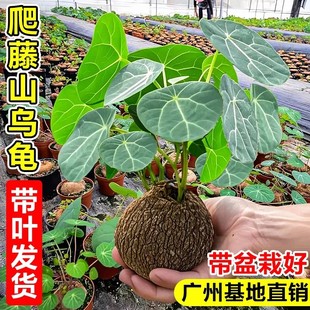 红藤山乌龟爬藤植物种球金不换室内好养活水培植物盆栽多肉绿植