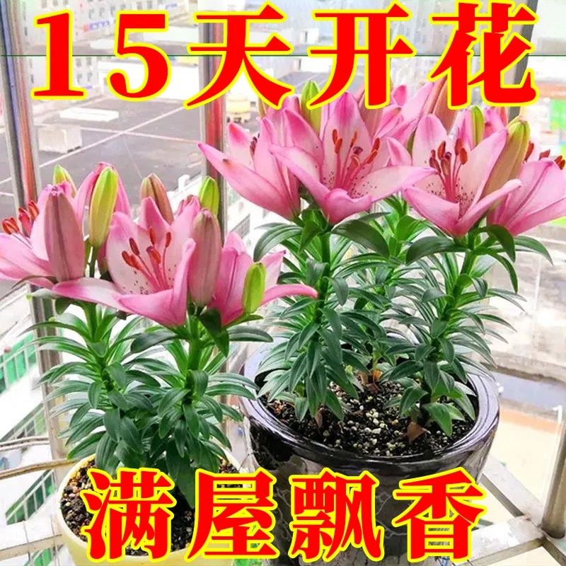 【重瓣10颗】进口香水百合种球带芽常年开花室内阳台特大多头耐寒,鲜花速递/花卉仿真/绿植园艺,红掌/凤梨/温室花卉,淘宝优惠券,粉丝福利购,淘宝优惠卷