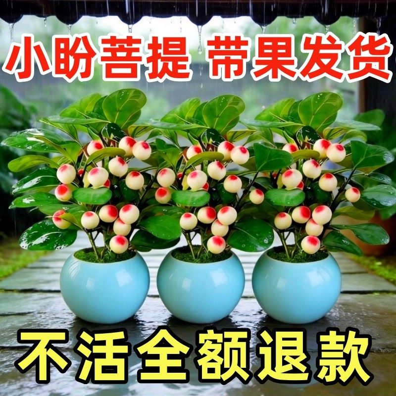 小盼菩提盆栽带果办公室内客厅绿植桌面禅意老桩盆景摆件好养阳台,鲜花速递/花卉仿真/绿植园艺,红掌/凤梨/温室花卉,淘宝优惠券,粉丝福利购,淘宝优惠卷