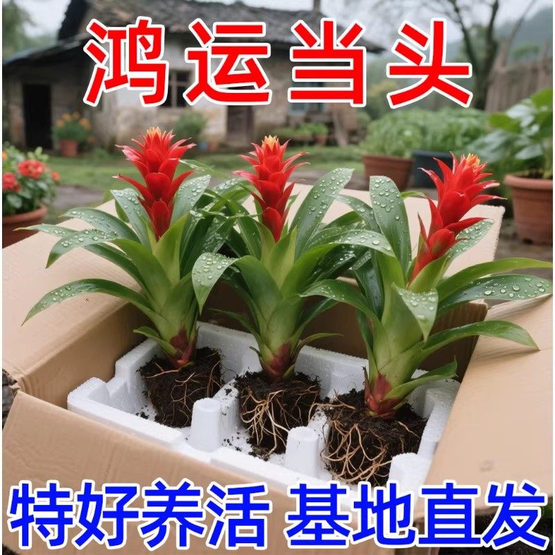 鸿运当头盆栽水培植物办公室内绿植客厅好养带花卉大盆景多肉红掌,鲜花速递/花卉仿真/绿植园艺,红掌/凤梨/温室花卉,淘宝优惠券,粉丝福利购,淘宝优惠卷