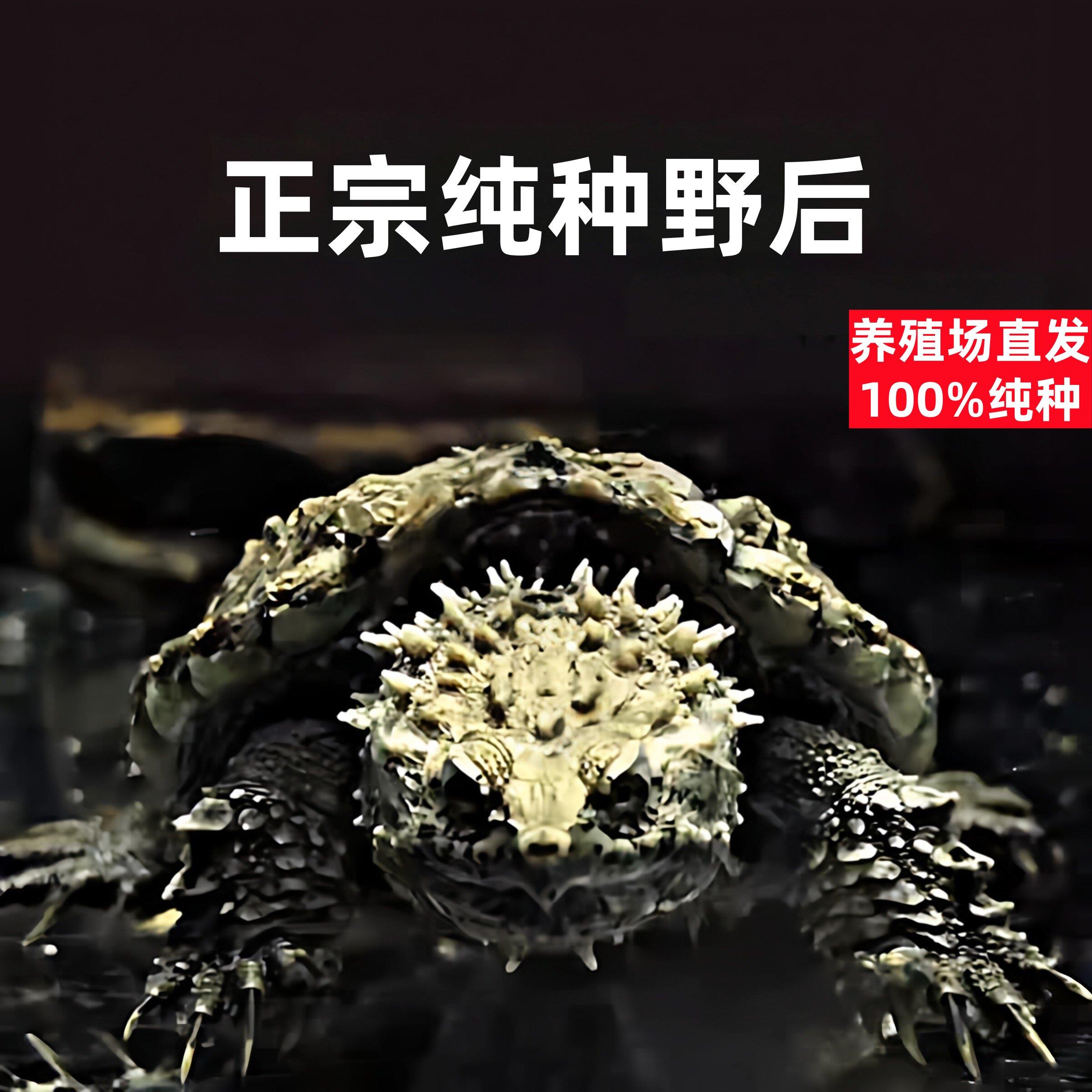 原种野后纯佛鳄龟大头宽脸暴刺佛鳄野后后代佛鳄龟活体宠物观赏龟
