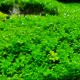 迷你矮珍珠水草植物鱼缸造景淡水阴性前景坨草水草坪趴地懒人水草
