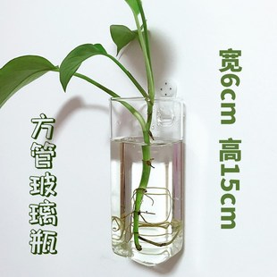 壁挂水培花瓶绿植绿萝富贵竹龟背竹红掌吊兰竹子一帆风顺玻璃花瓶