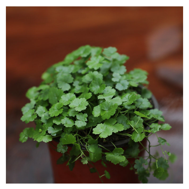 兰花盆面植物仙秀草破铜钱天胡荽喜半阴容易种植可水培