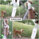 狗狗牵引绳p绳p链小中大型犬遛狗绳柯基泰迪金毛防爆冲多功能狗链