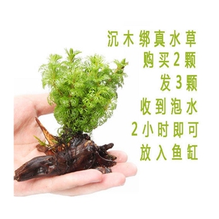 凤尾虎耳小对叶红波定植懒人水草鱼缸造景小水榕瓦利斯榕巴榕沉木