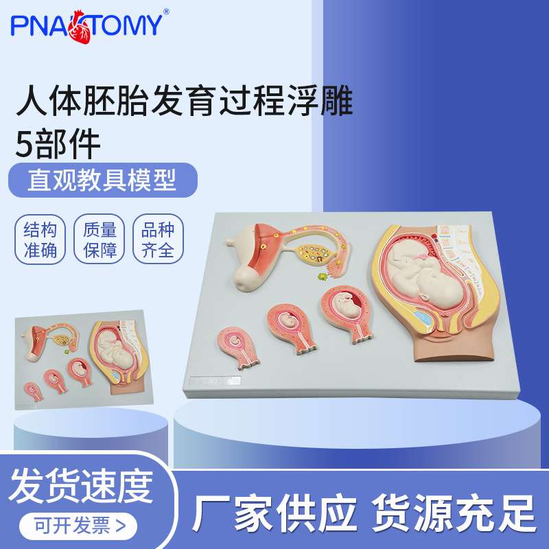 PNT-0601 人体胚胎发育过程浮雕 5部件 妊娠胚胎发育过程模型