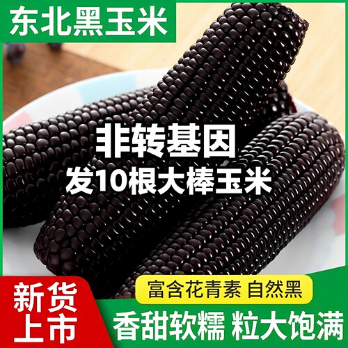 东北黑糯玉米10棒真空即食软糯