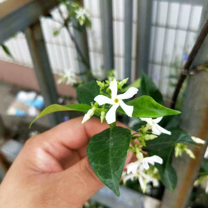 银丝茉莉爬藤植物粉色带花苞络石藤大苗庭院攀爬好养花卉四季常青