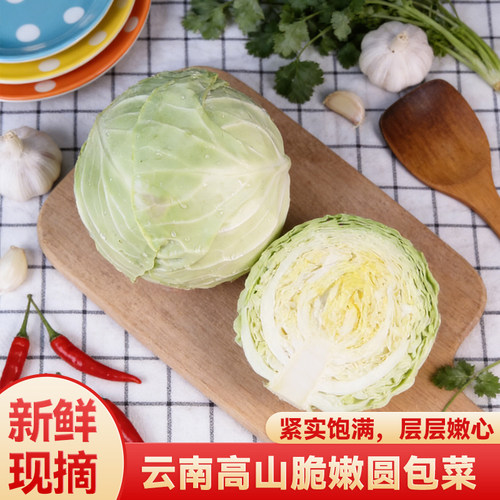 云南本地新鲜包菜当季包心菜农家蔬菜甘蓝菜农家现摘包菜