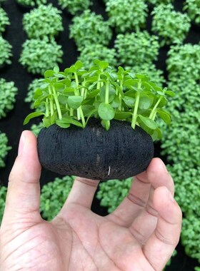 瓜子对叶大坨草鱼草缸造景水草场直发懒人水培增氧阴性淡水草植物