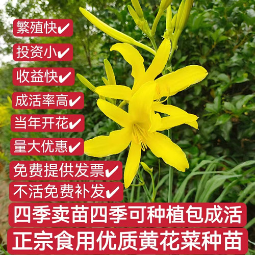 【包成活到采收】食用黄花菜种苗